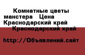 Комнатные цветы манстера › Цена ­ 10 000 - Краснодарский край  »    . Краснодарский край